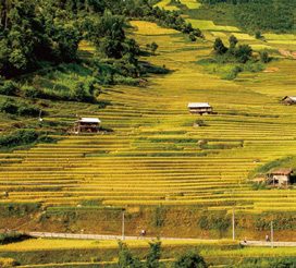 Agriculture foresterie precision